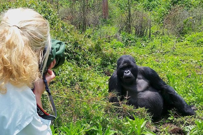 Last Minute Uganda Gorilla Tours