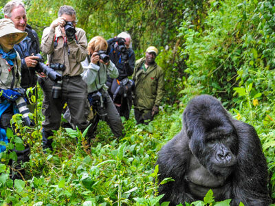 Last minute gorilla tours and Permits