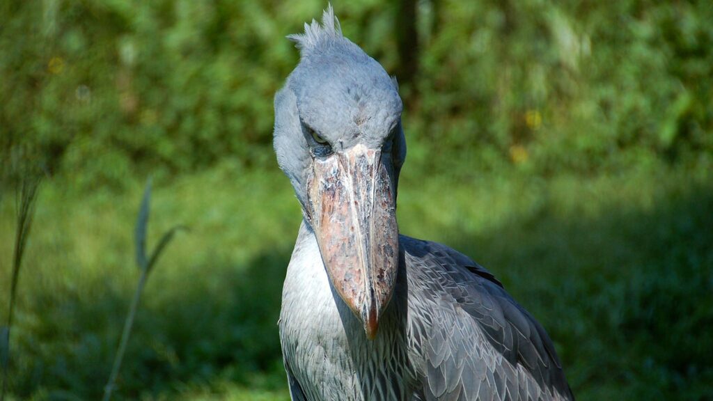 Mabamba shoebill tracking trips starting in Entebbe