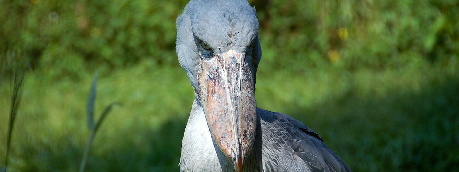 Mabamba shoebill tracking trips starting in Entebbe