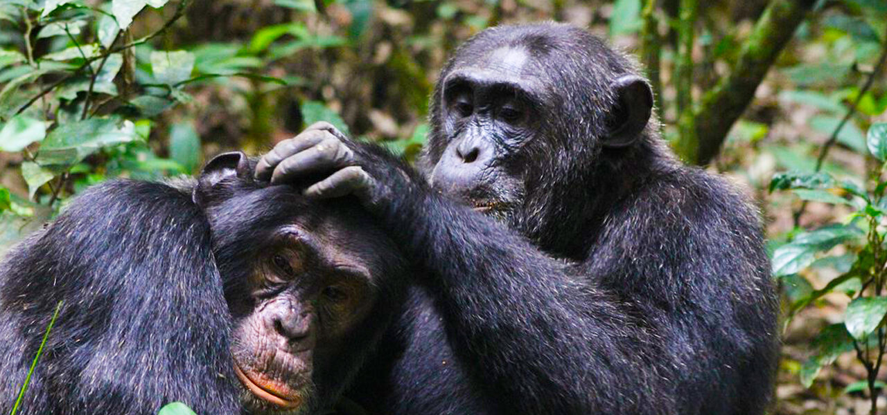 3 Days Chimpanzee tracking safari to Kibale Forest National Park | chimpanzee habituation in Kibale Forest National Park