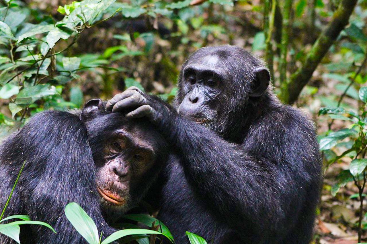 chimpanzee habituation in Kibale Forest National Park