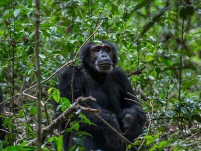 chimpanzee habituation in kibale forest national park