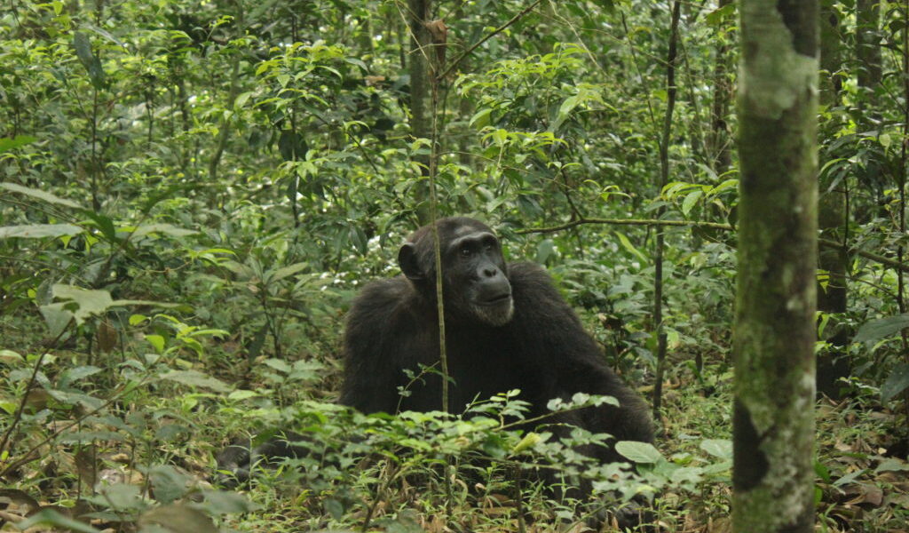 Chimpanzees in Kibale Forest National Park, chimpanzee habituation in kibale forest national park