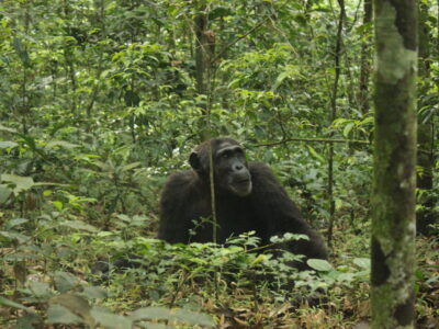 Chimpanzees in Kibale Forest National Park, chimpanzee habituation in kibale forest national park