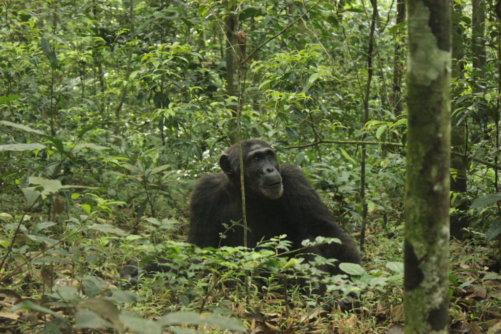 Chimpanzees in Kibale Forest National Park, chimpanzee habituation in kibale forest national park