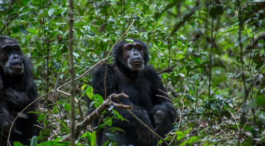 chimpanzee habituation in kibale forest national park