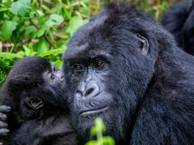 2 Days Gorilla Safari to Bwindi from Kabale