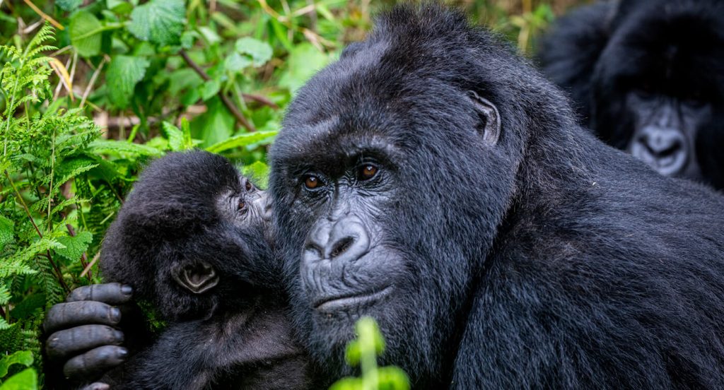 2 Days Gorilla Safari to Bwindi from Kabale