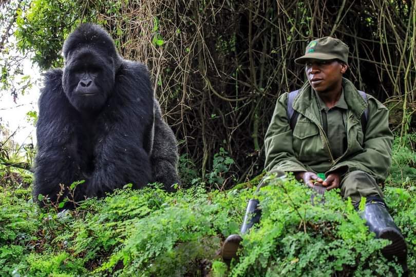 Cheapest place to trek gorillas in Africa