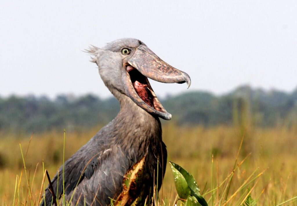 Daily Shoebill Tracking tours into Mabamba Swamp