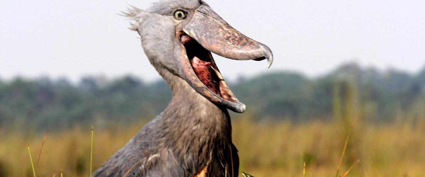 Daily Shoebill Tracking tours into Mabamba Swamp