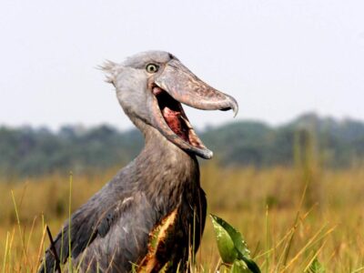 Daily Shoebill Tracking tours into Mabamba Swamp