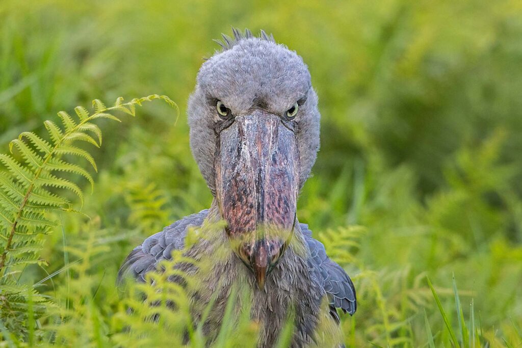 Daily Mabamba Shoebill Tracking Trips from Entebbe