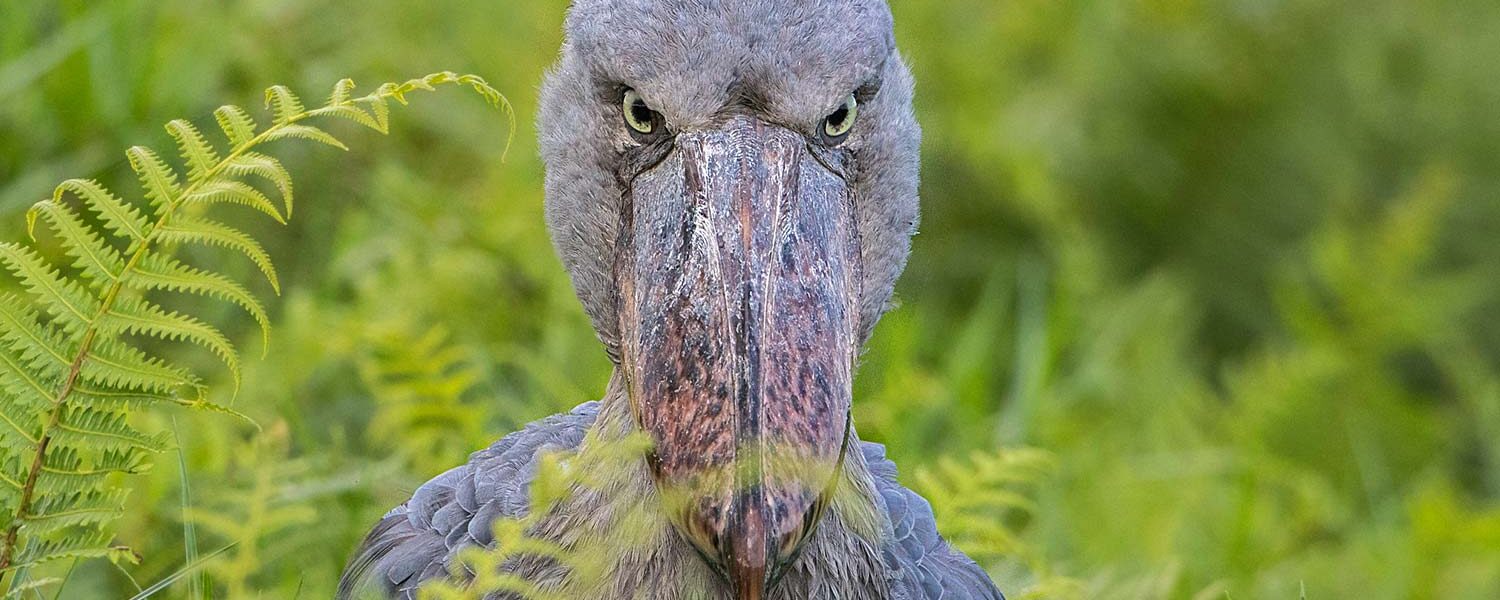 Daily Mabamba Shoebill Tracking Trips from Entebbe