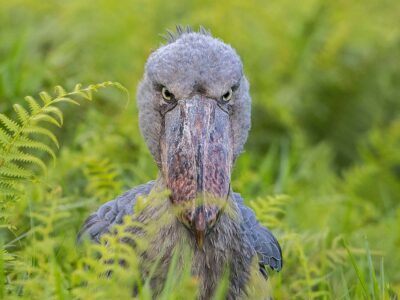 Daily Mabamba Shoebill Tracking Trips from Entebbe