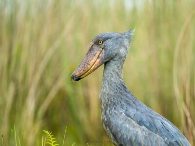 Half Day Mabamba Shoebill Tour from Entebbe