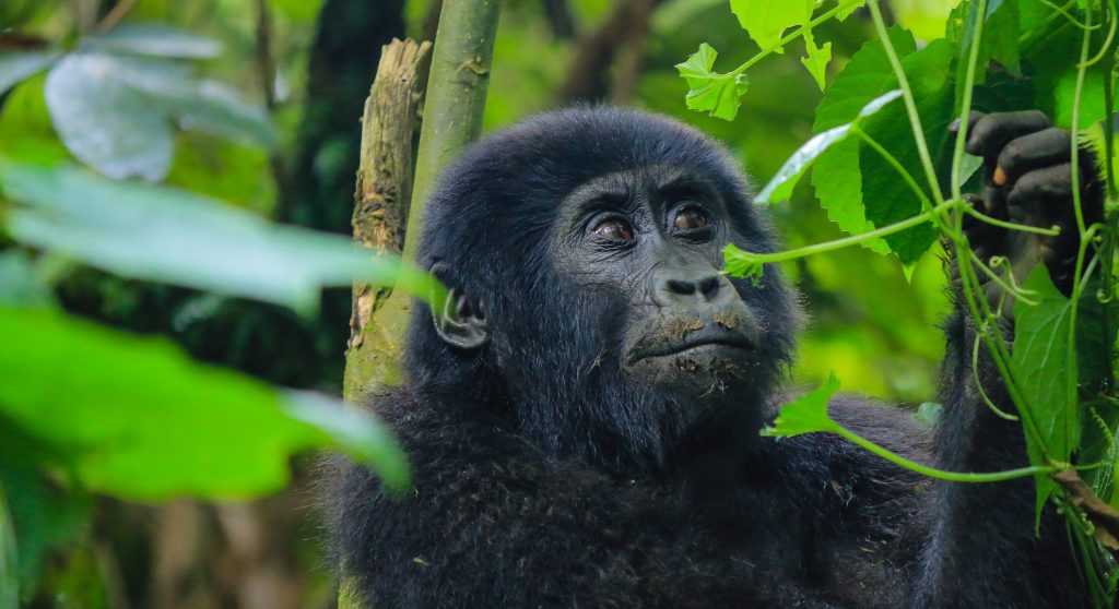 How does Gorilla Trekking Compare with Gorilla Habituation