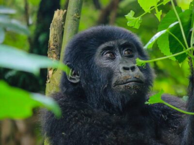 The cost of a 3 Day Gorilla Tour to Bwindi i