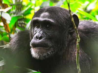 chimpanzee-tracking-safaris in Uganda