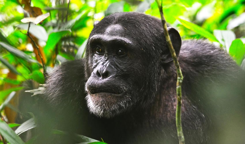 chimpanzee-tracking-safaris in Uganda