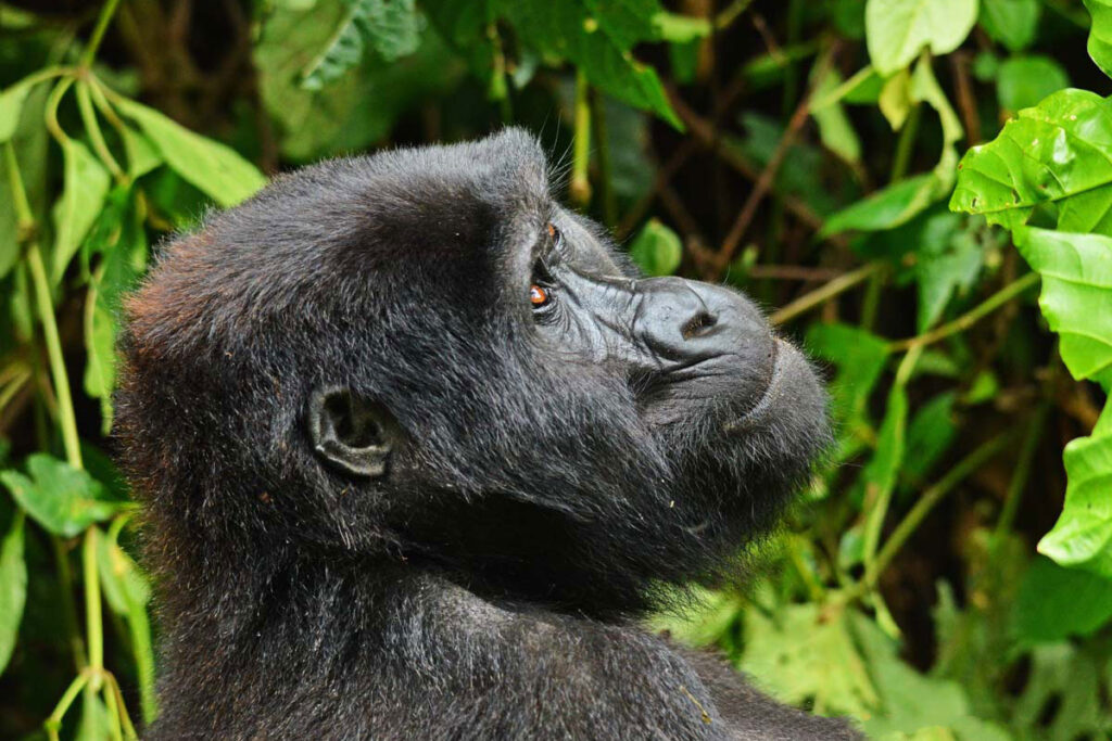 2023 Gorilla permit Prices in Uganda