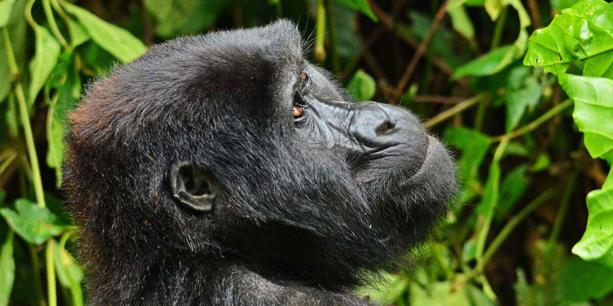 2023 Gorilla permit Prices in Uganda