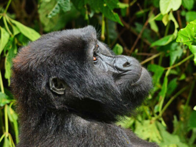 2023 Gorilla permit Prices in Uganda