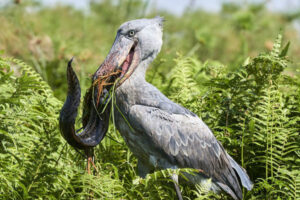 Shoebill tracking In Murchison falls national park