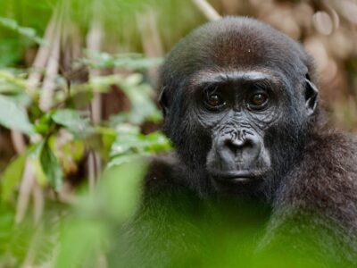 3 Days Budget gorilla Habituation Safari in Uganda