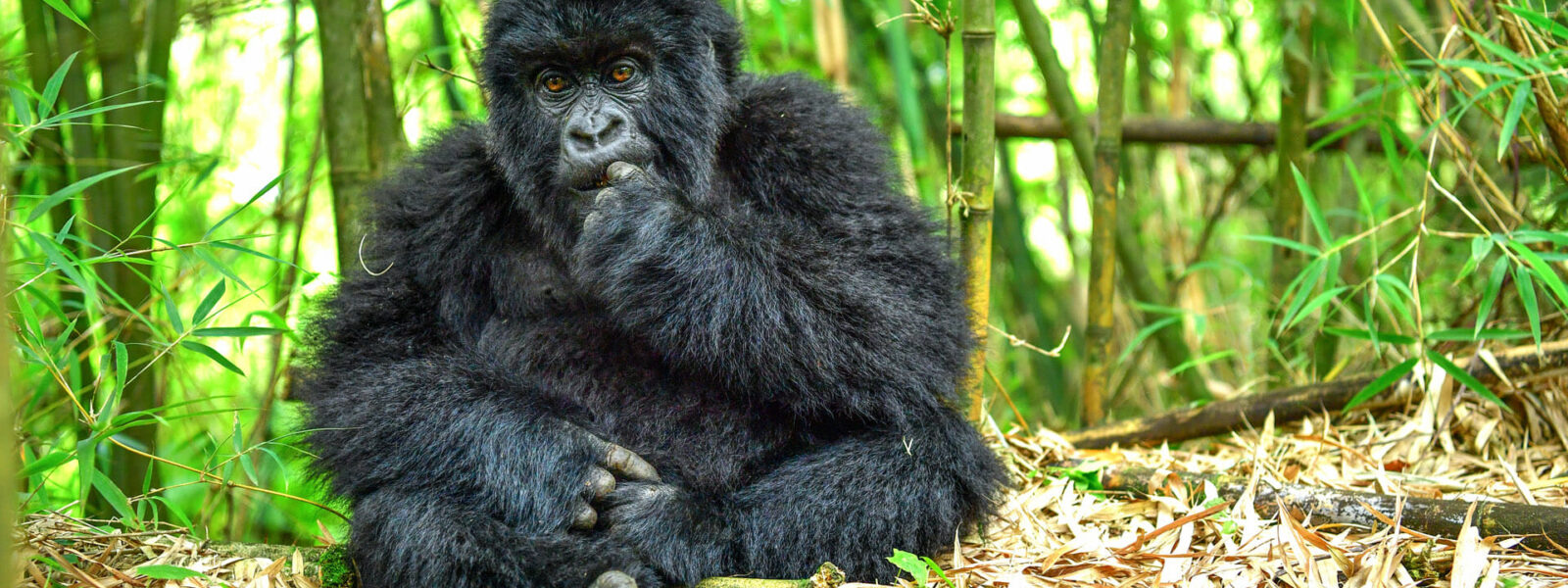 What is the Cost Price for Gorilla Habituation Permits in 2023?