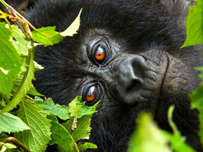 Why are Passport details essential for Gorilla permit Booking?
