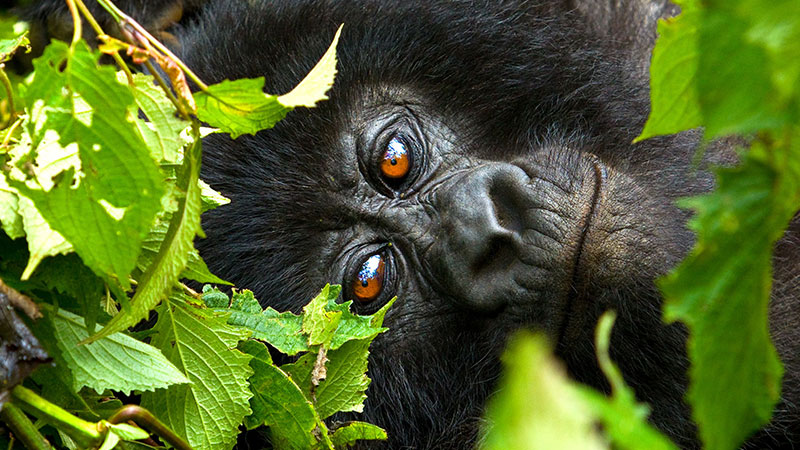 Why are Passport details essential for Gorilla permit Booking?