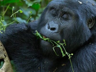 Gorilla habituation Safaris for 2023 - 2024.