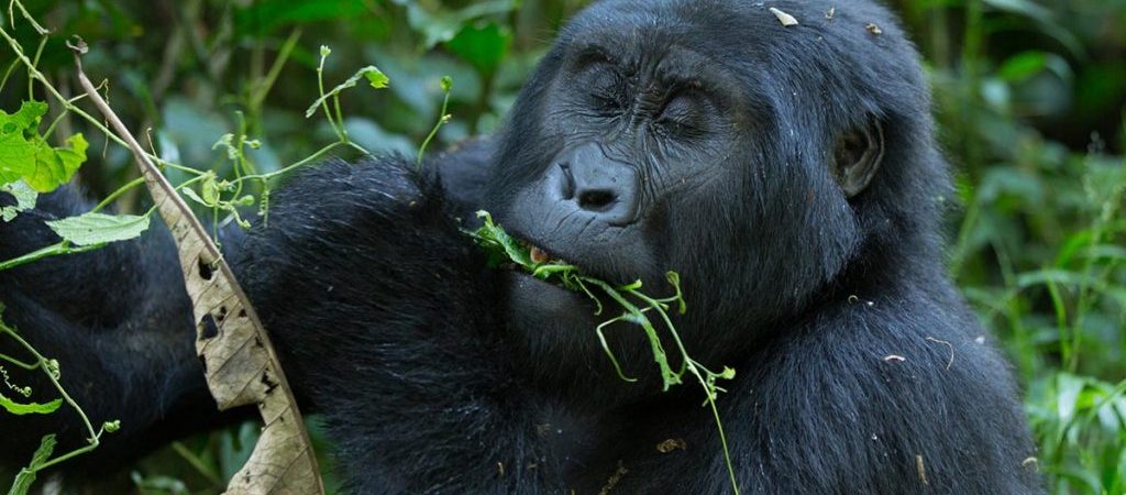 Gorilla habituation Safaris for 2023 - 2024.