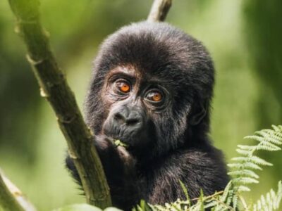 Budget Gorilla Trips & Deals for 2023 - 2024