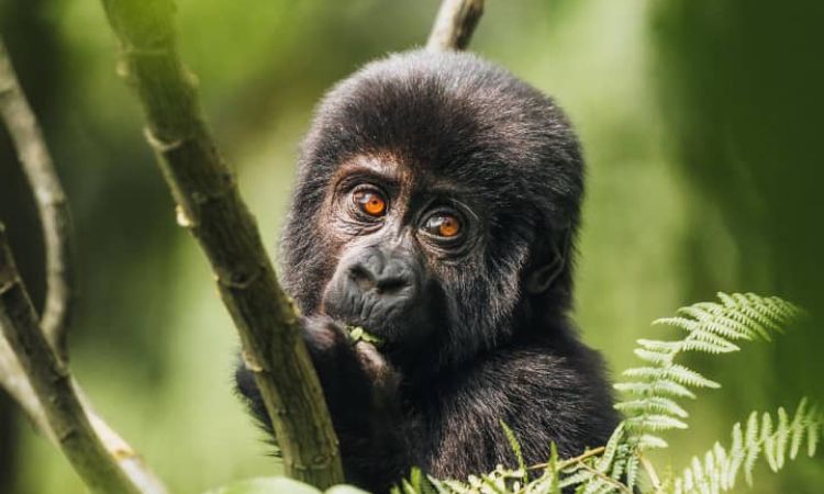 Budget Gorilla Trips & Deals for 2023 - 2024