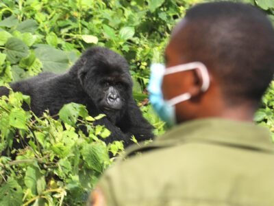 best place to trek gorillas in 2023
