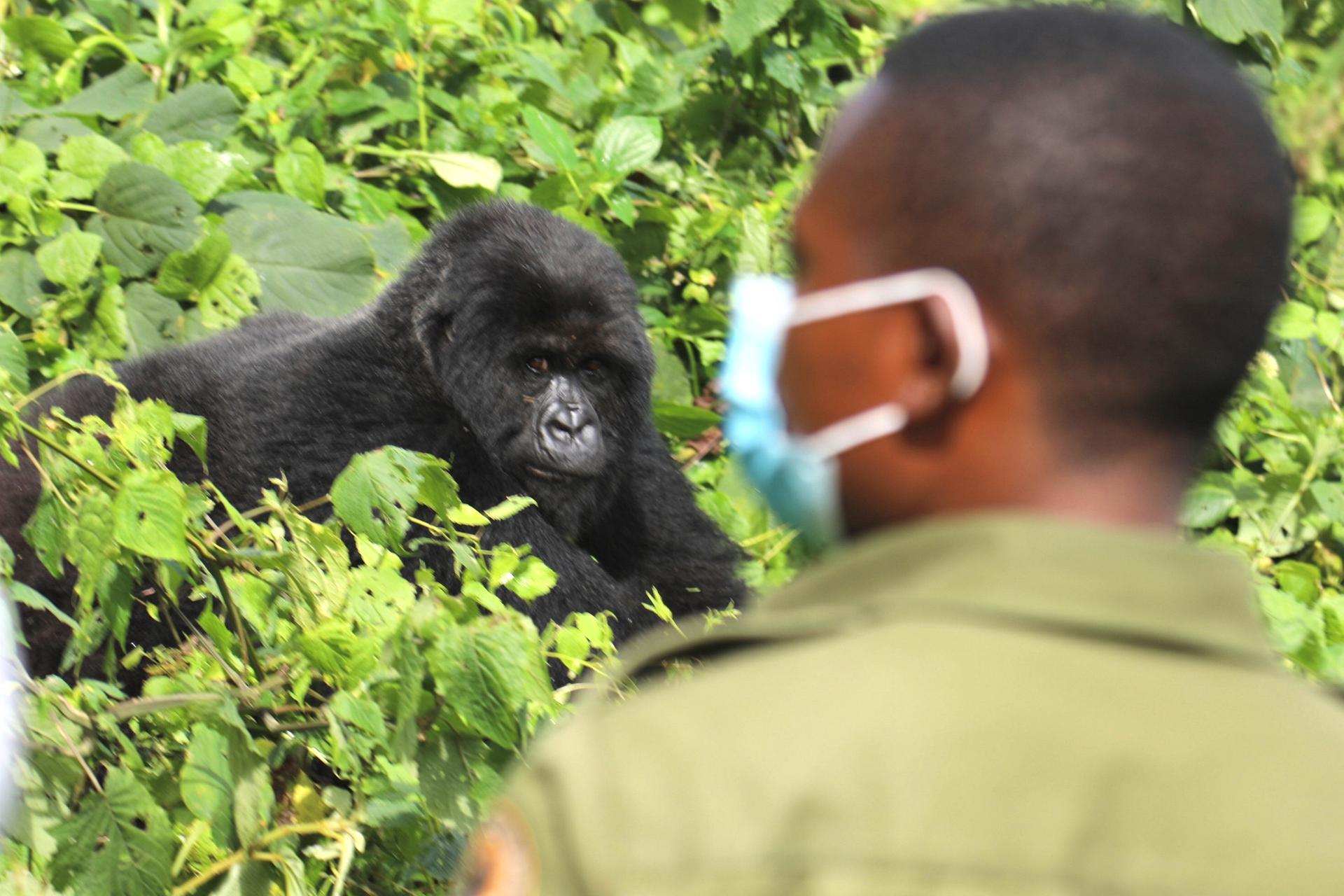 Best Place To Trek Gorillas In 2023 2024 Beyond Is It Rwanda Or Uganda   Gorilla Trekking In 2023 