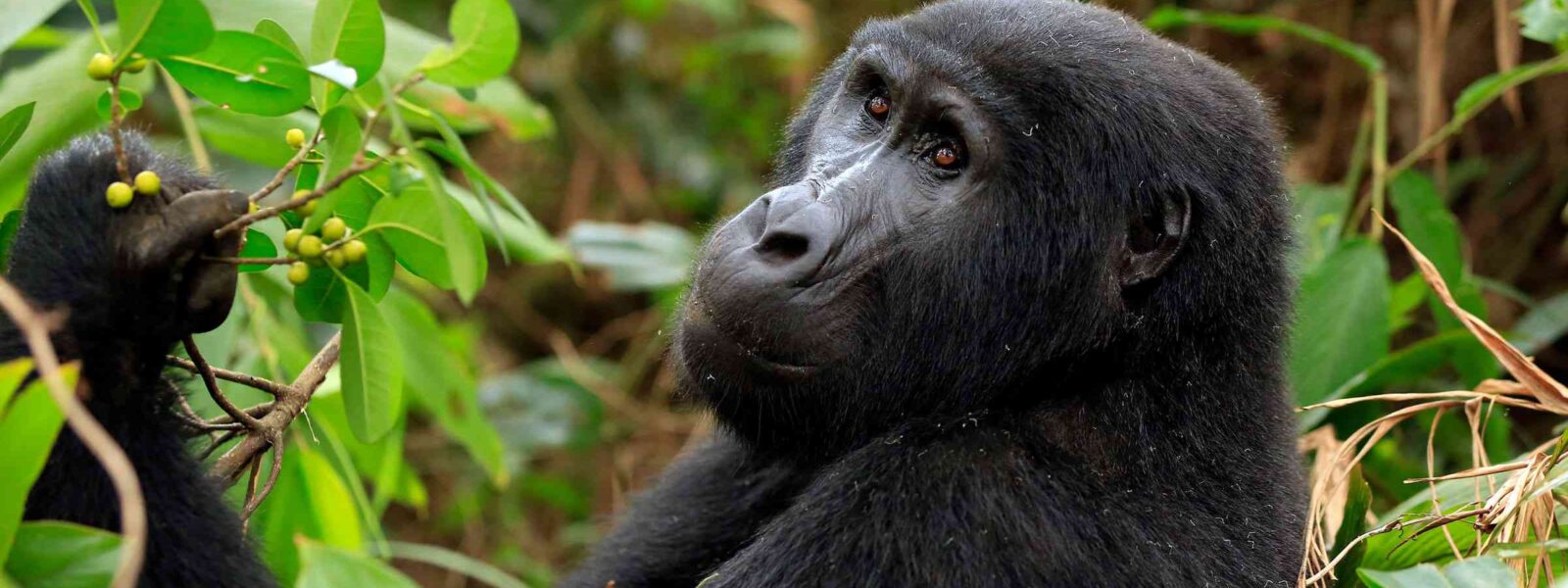 Budget-gorilla-trekking-Deals-for-2025-2026