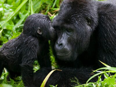 Habituated-gorilla-groups-and-Families-in-Uganda