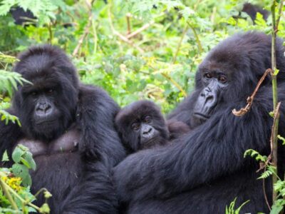 How Many Gorilla groups are open for trekking in 2025