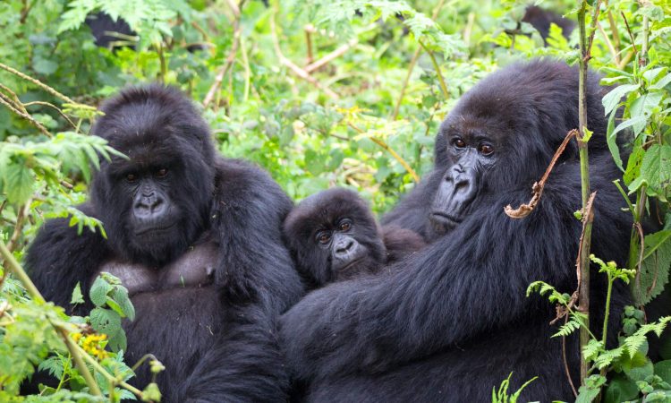 How Many Gorilla groups are open for trekking in 2025