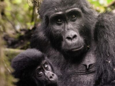 Planning a budget Gorilla Safari in 2023