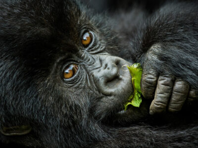 Price-Of-a-uganda-gorilla-Safari-in-2025