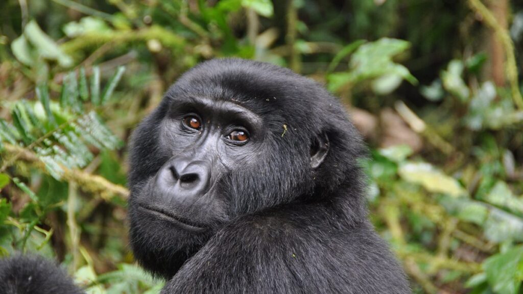 What is the Cost Price of a gorilla permit in 2024?