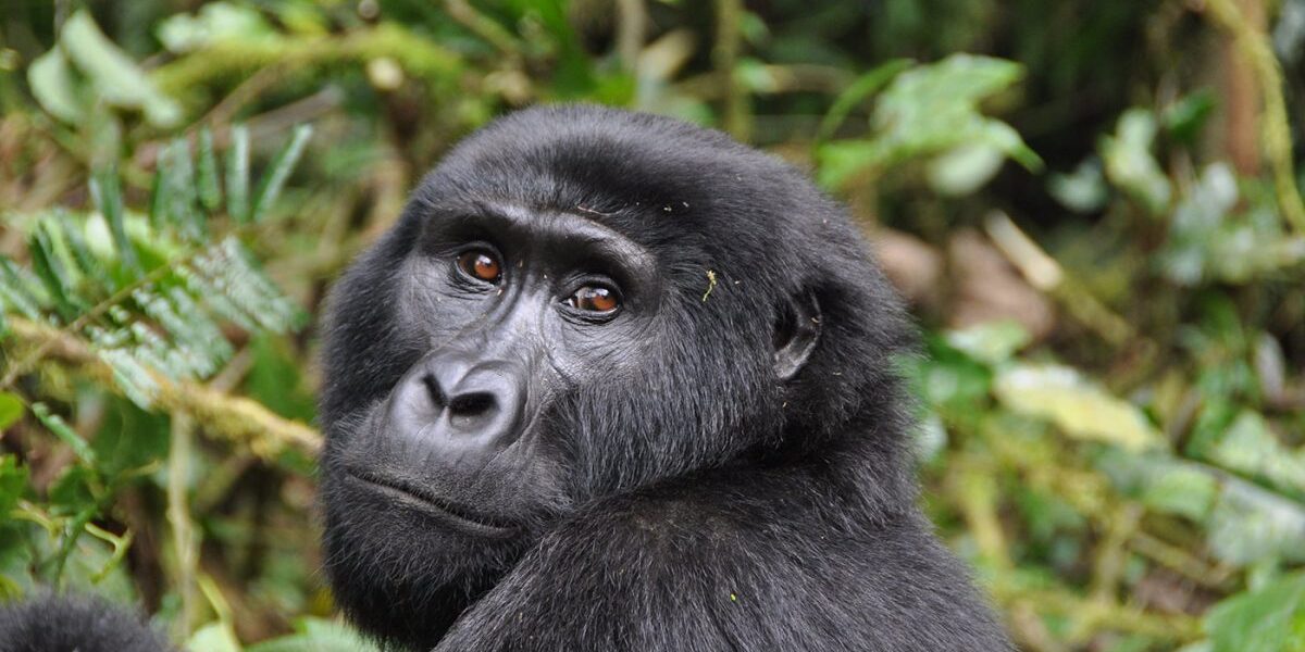 What is the Cost Price of a gorilla permit in 2024?