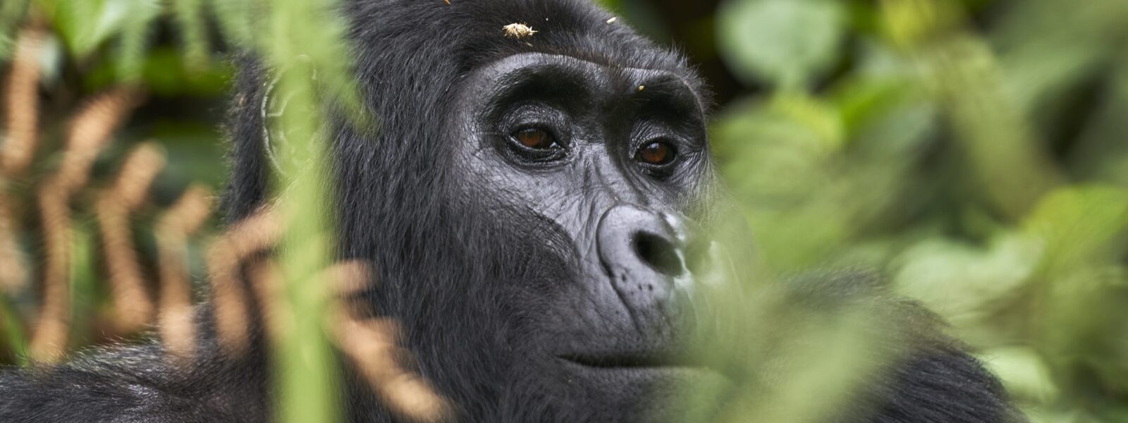 What is the Price of a gorilla Tour in 2024? Realm Africa Safaris™