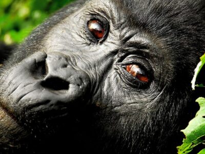 What-is-the-price-of-a-Uganda-Gorilla-Permit-in-2024