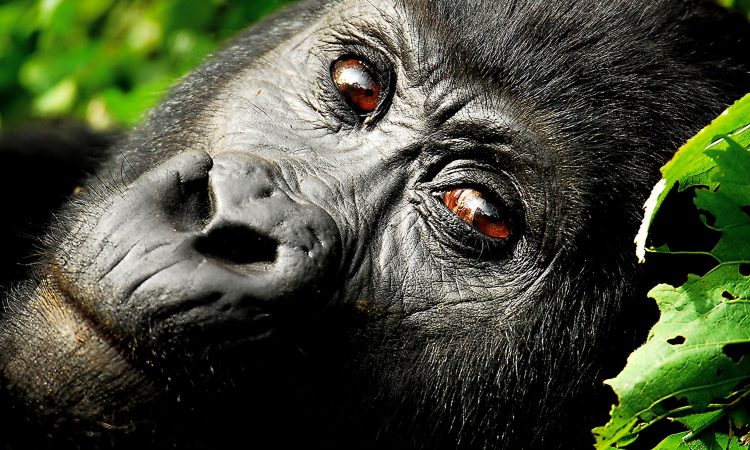 What-is-the-price-of-a-Uganda-Gorilla-Permit-in-2024